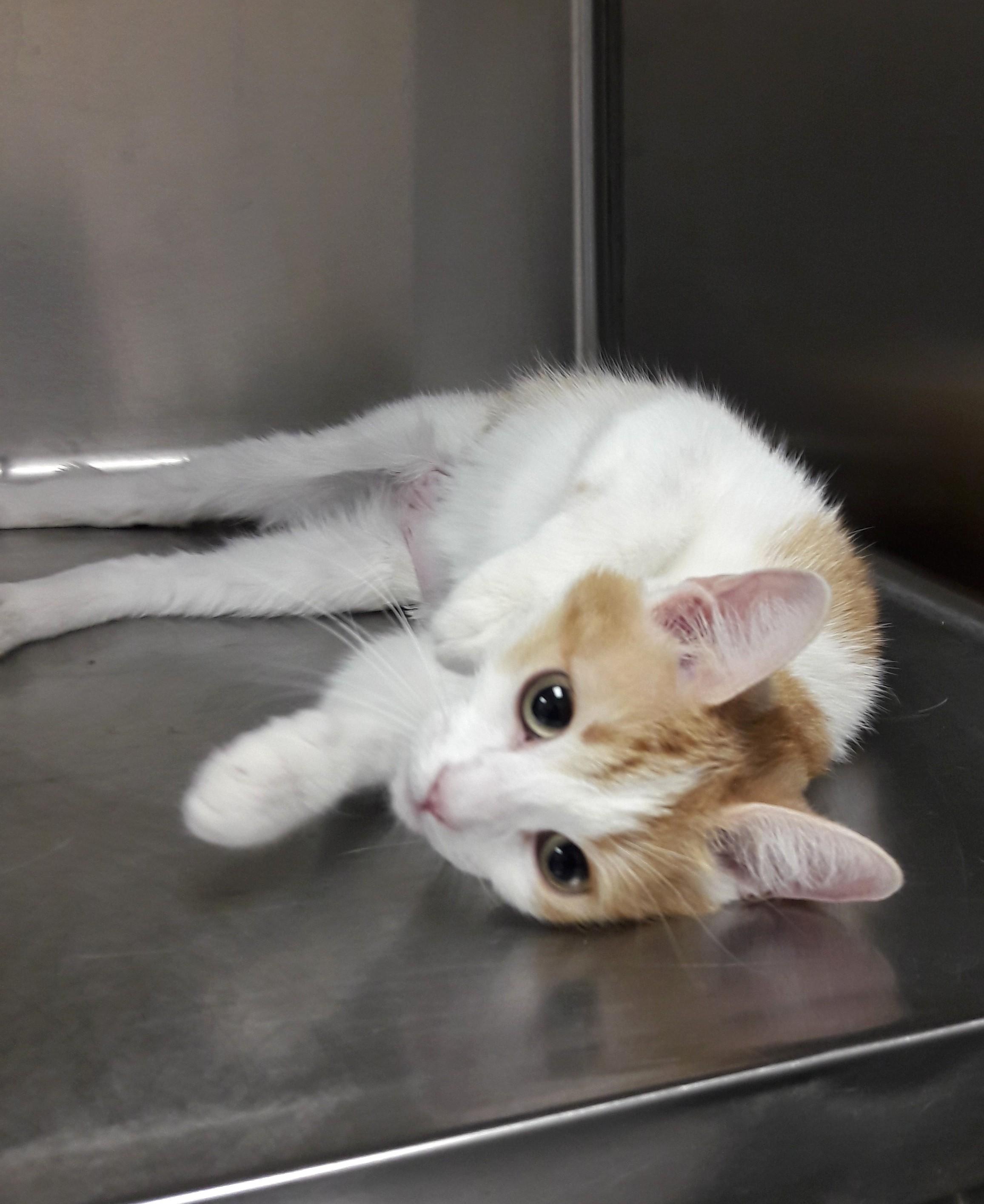 Sophia, an adoptable Domestic Short Hair in Mesquite, NV image 2/4