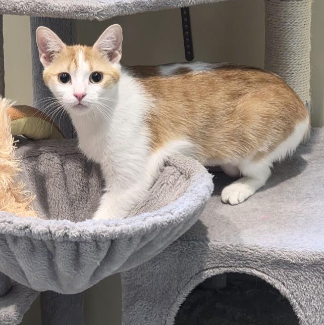 Sophia, adopted, Adult Female Domestic Short Hair.
