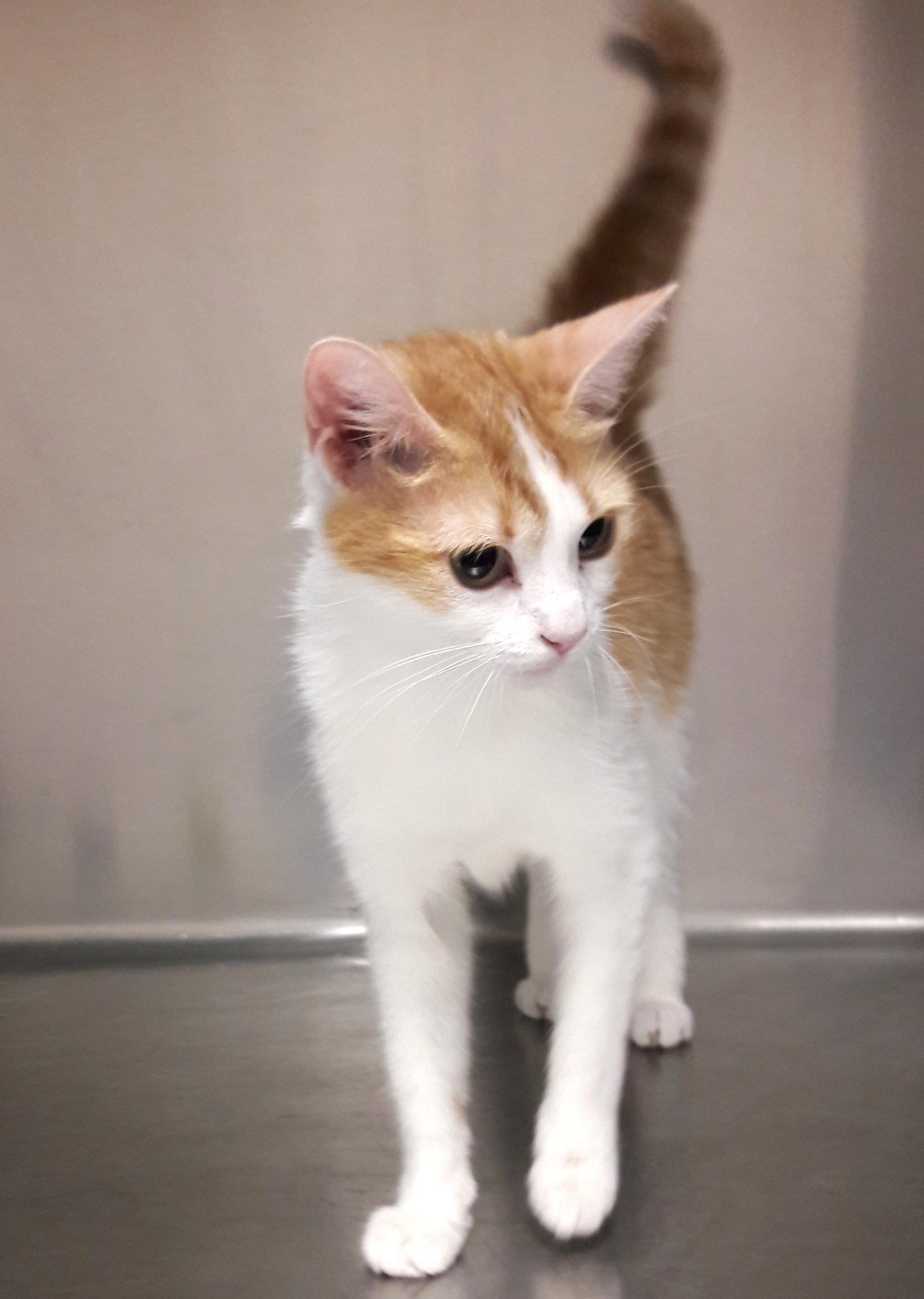 Sophia, an adoptable Domestic Short Hair in Mesquite, NV image 1/4