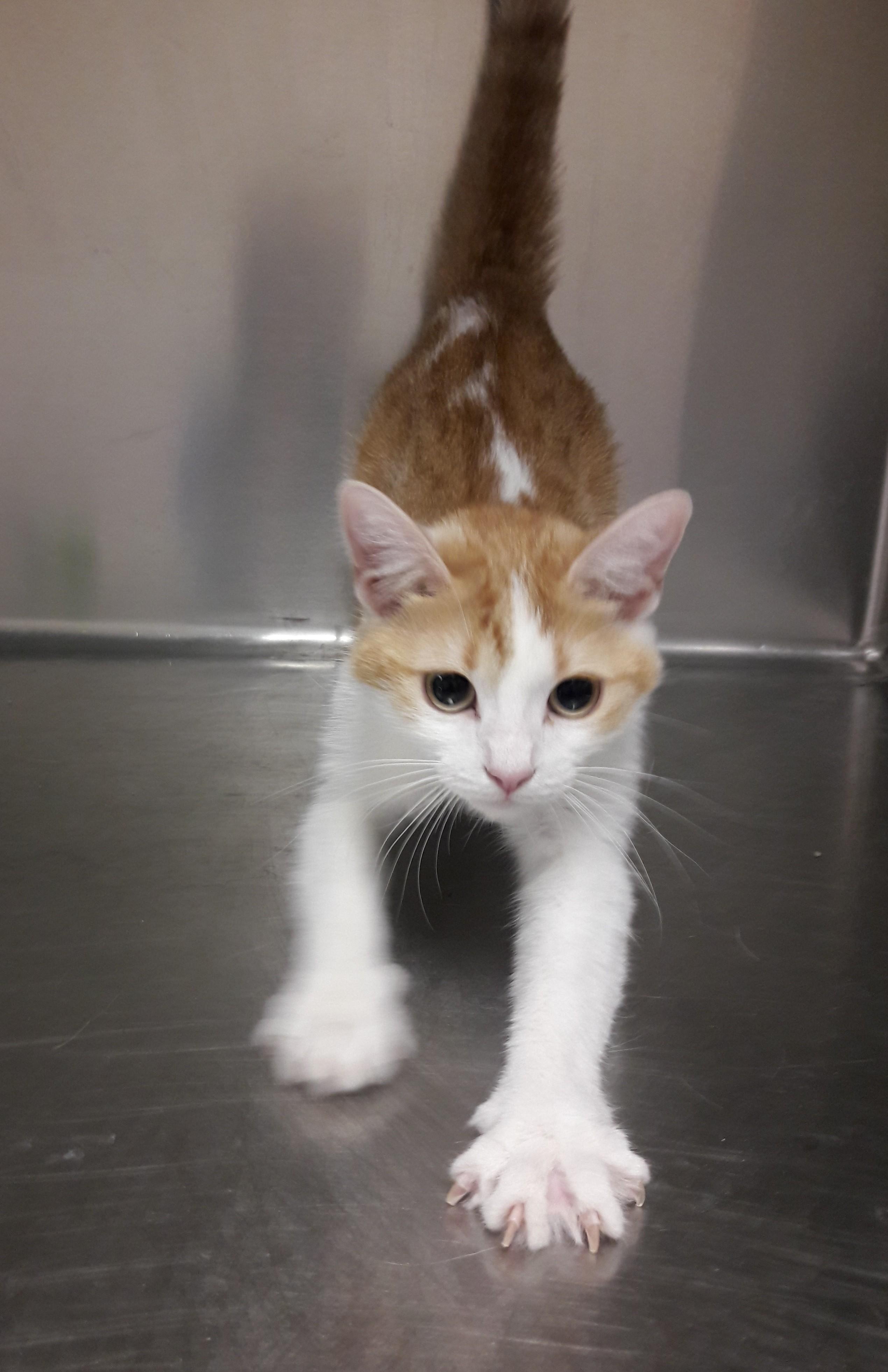 Sophia, an adoptable Domestic Short Hair in Mesquite, NV image 3/4
