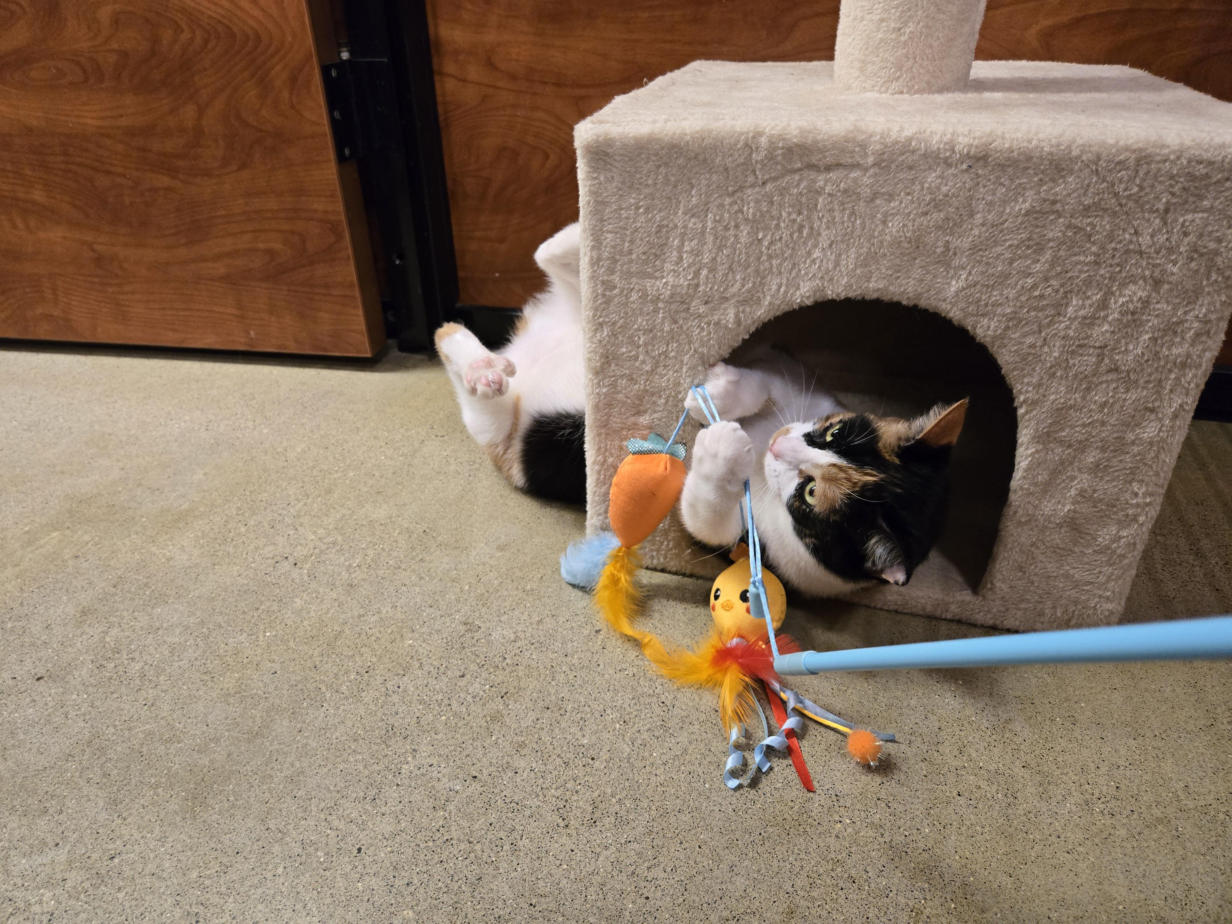 Enlarge PRINCESS ADORA, a Adopted Domestic Short Hair in Tillsonburg, ON image 6/6