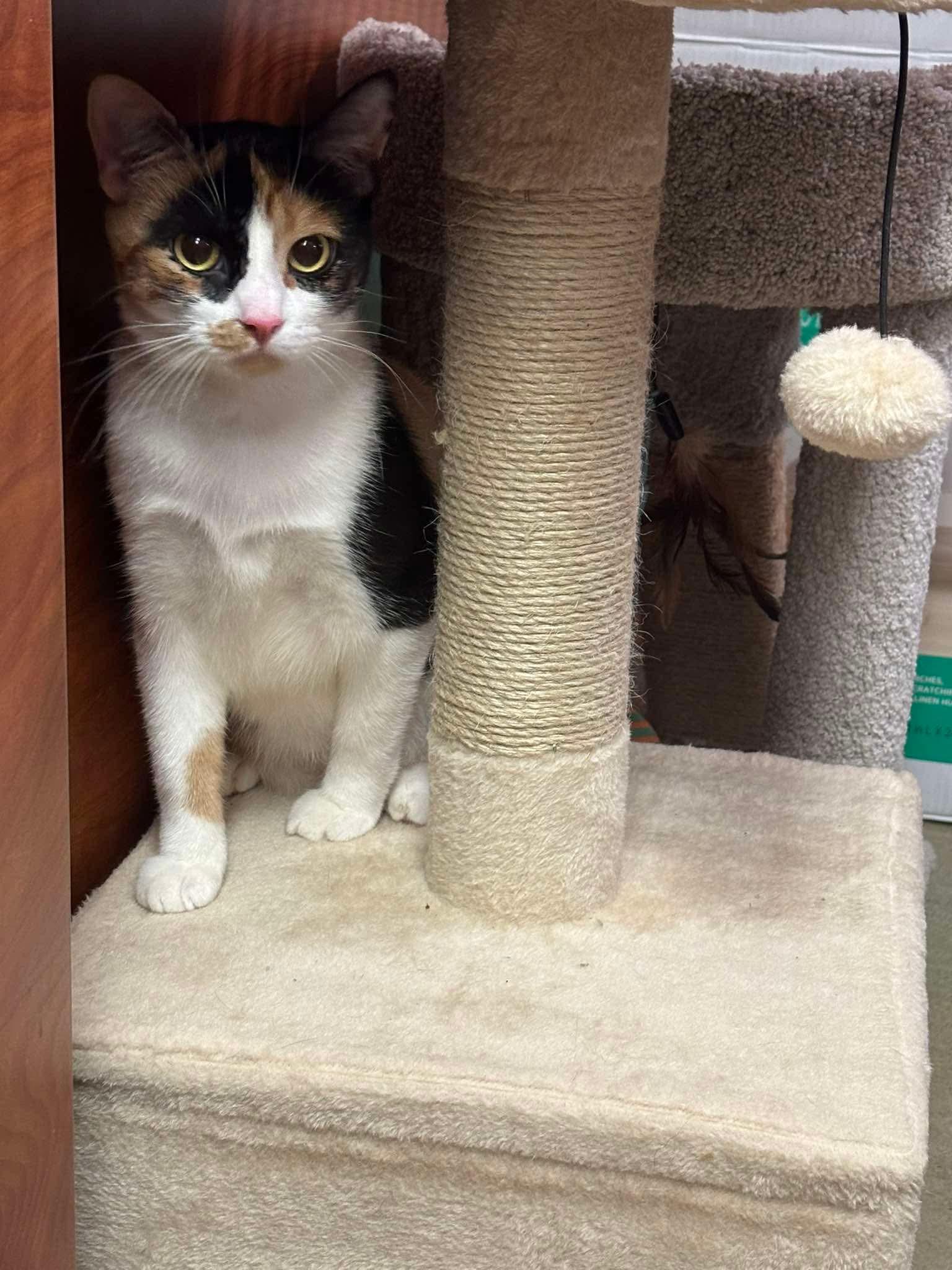 Enlarge PRINCESS ADORA, a Adopted Domestic Short Hair in Tillsonburg, ON image 1/6