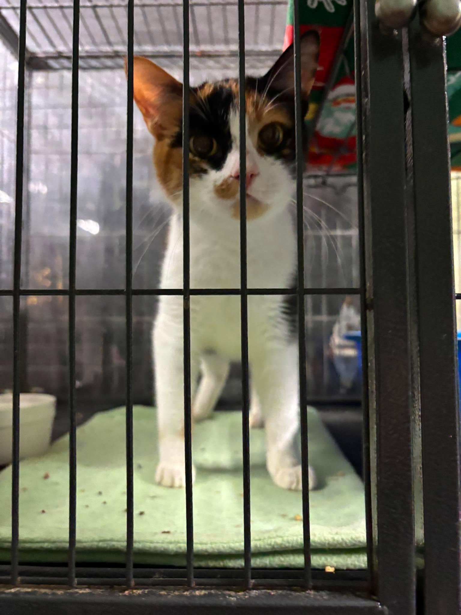 Enlarge PRINCESS ADORA, a Adoptable Domestic Short Hair in Tillsonburg, ON image 1/1