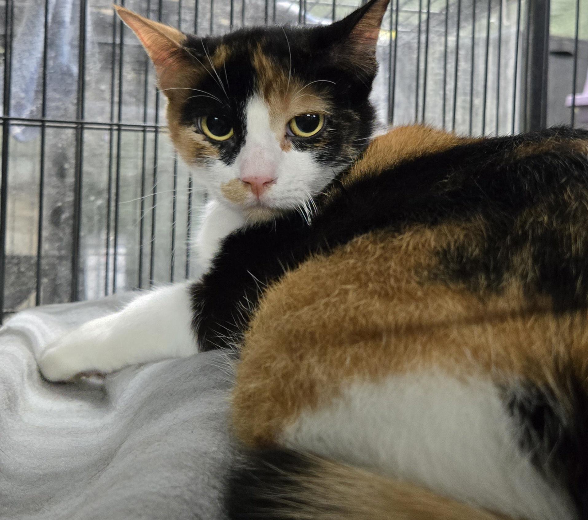 Enlarge PRINCESS ADORA, a Adopted Domestic Short Hair in Tillsonburg, ON image 3/6
