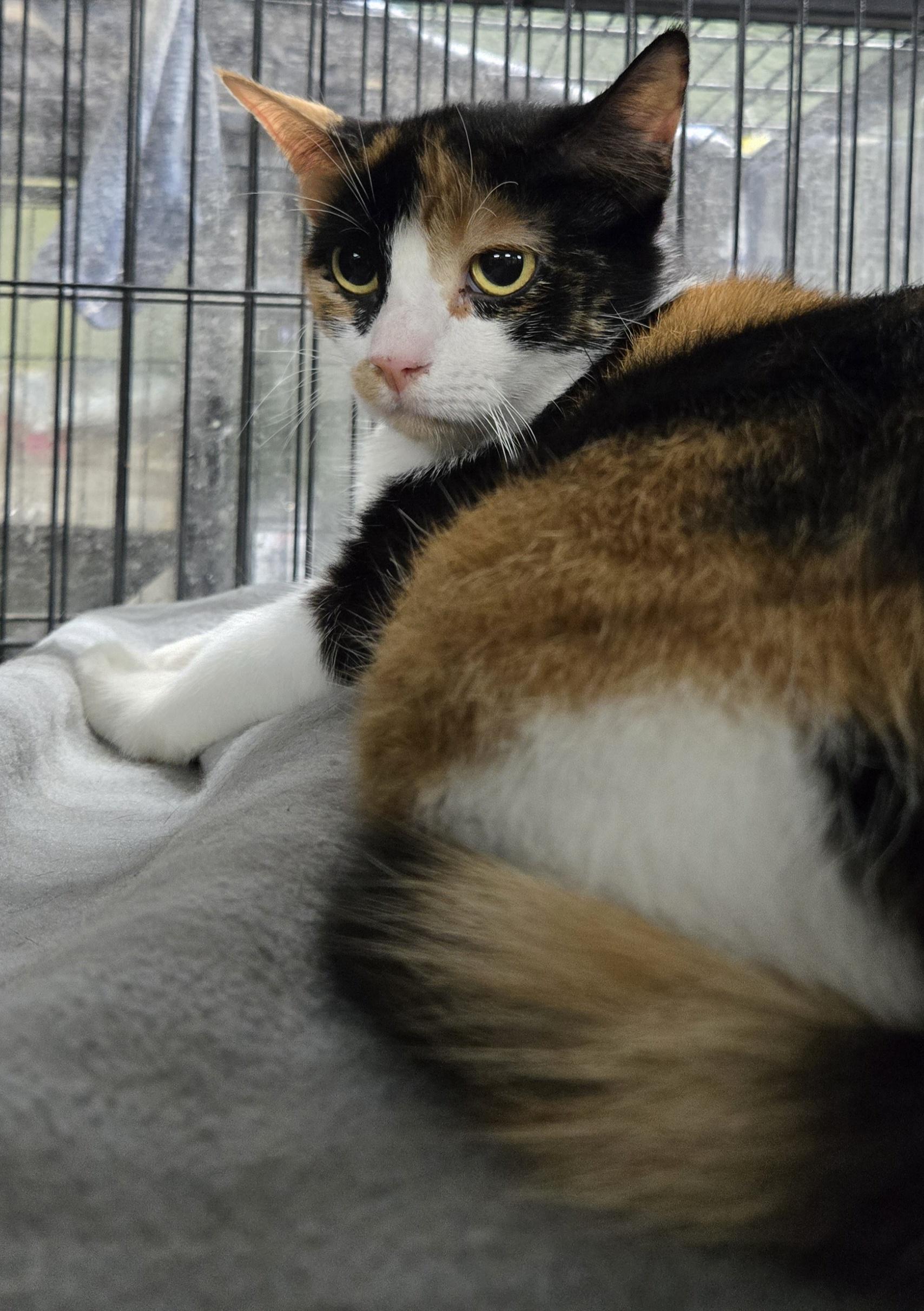 Enlarge PRINCESS ADORA, a Adopted Domestic Short Hair in Tillsonburg, ON image 5/6