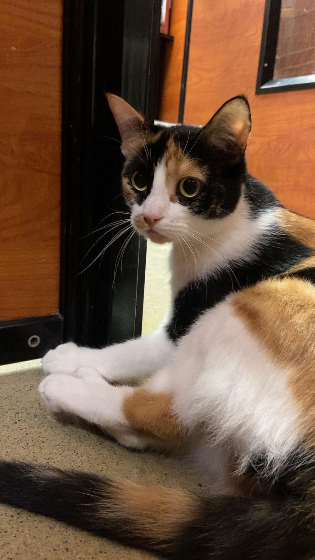 Enlarge PRINCESS ADORA, a Adopted Domestic Short Hair in Tillsonburg, ON image 2/6