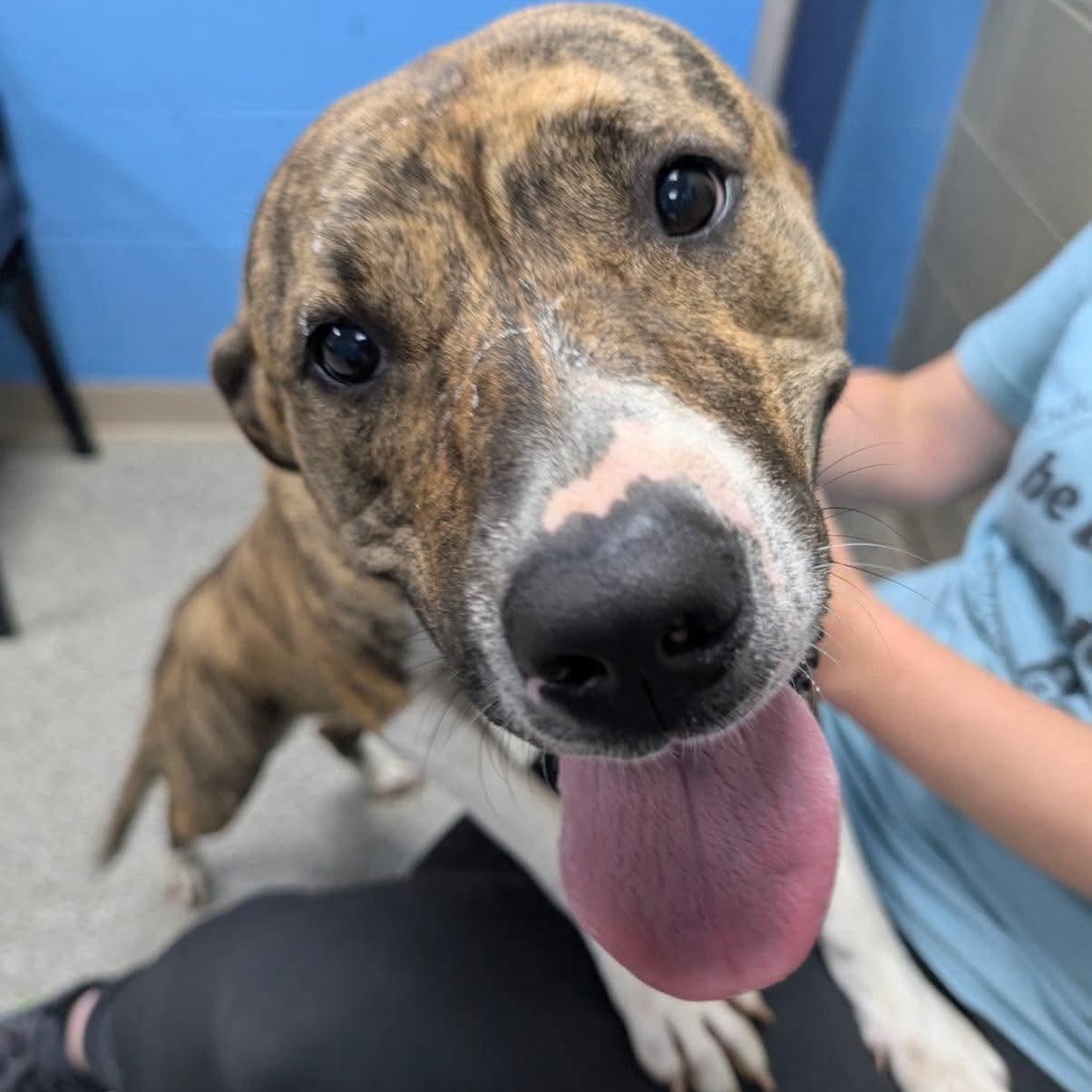 Enlarge Bree, a Adoptable mixed breed in Unionville, CT image 5/5