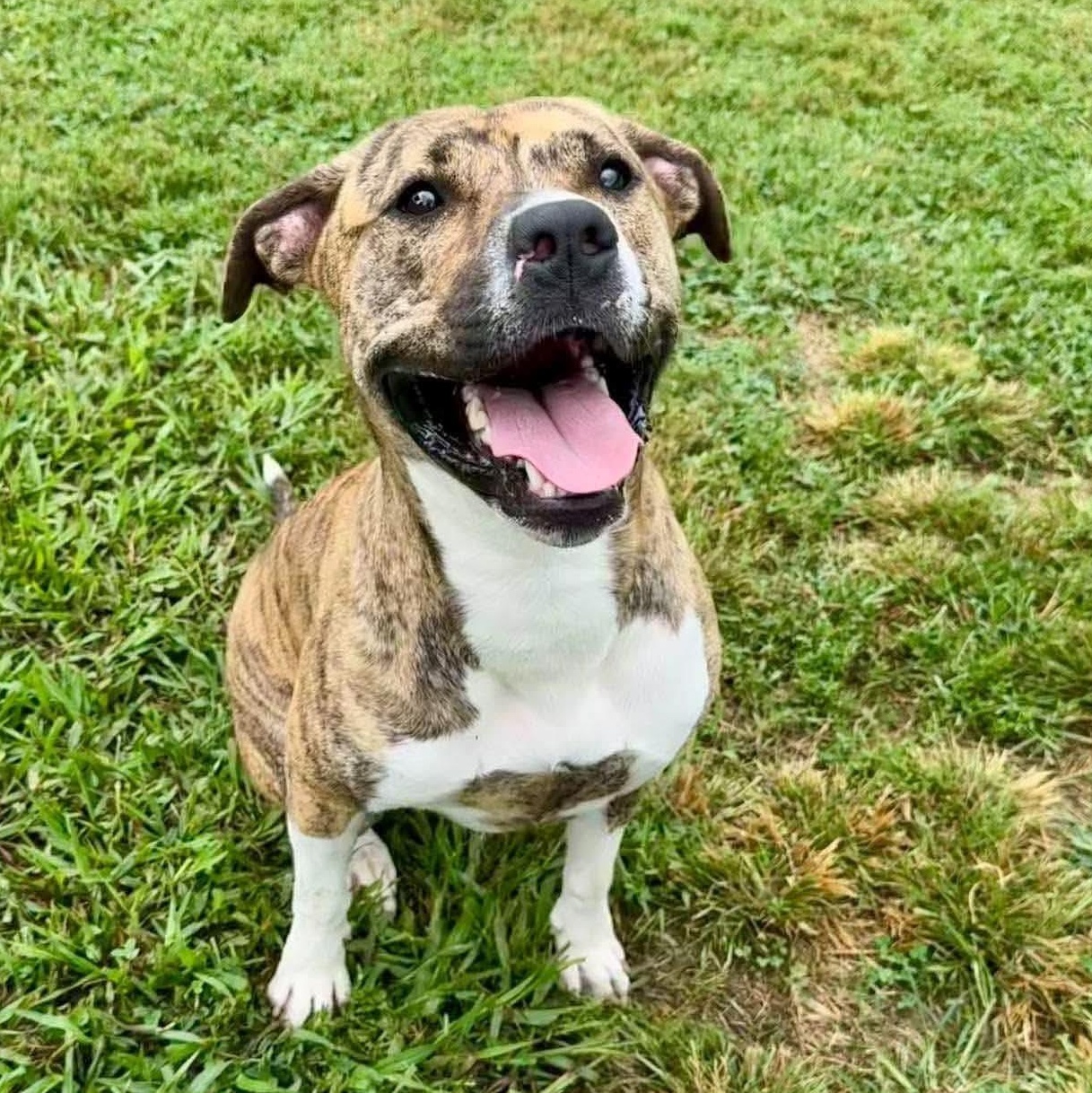Enlarge Bree, a Adoptable mixed breed in Unionville, CT image 4/5