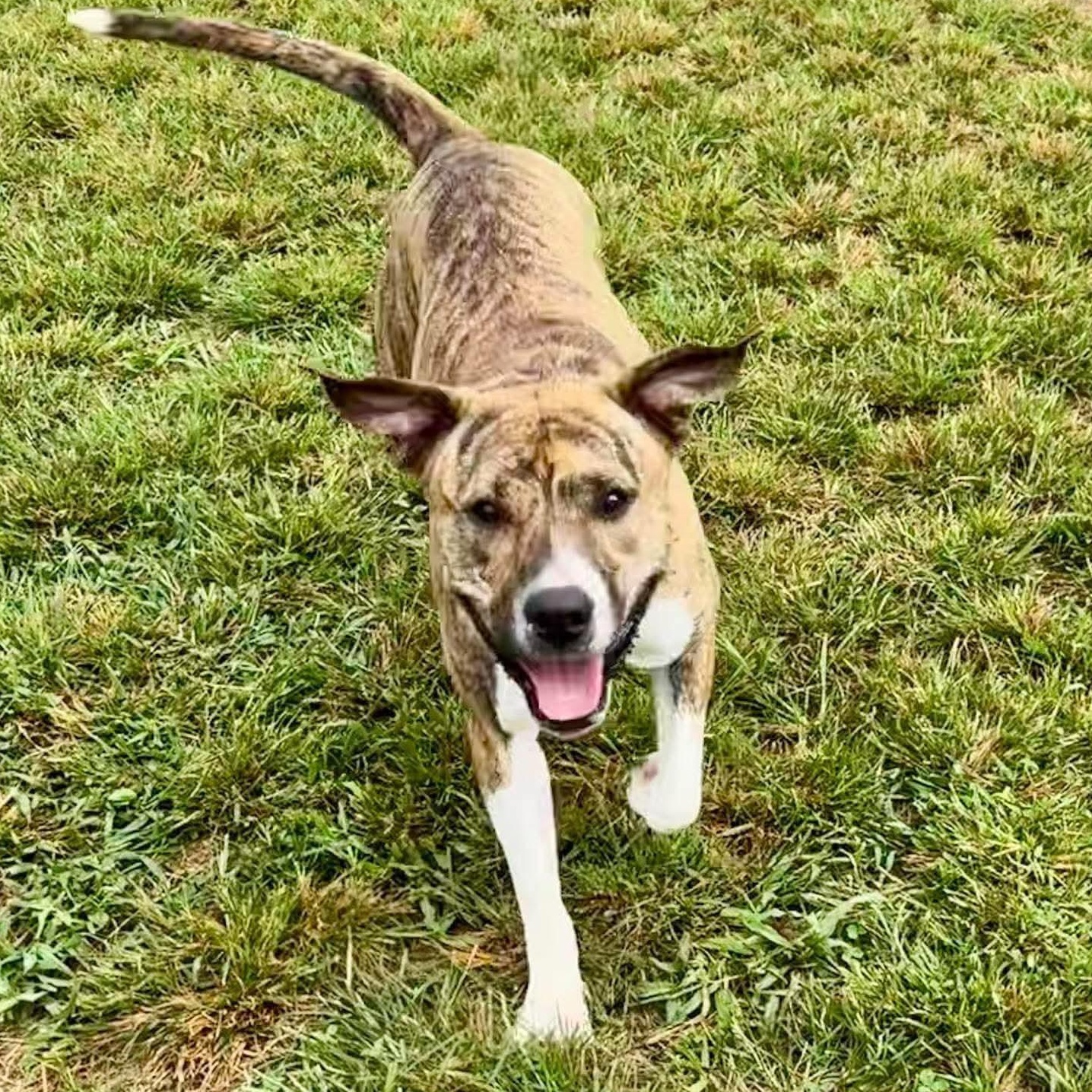 Enlarge Bree, a Adoptable mixed breed in Unionville, CT image 3/5