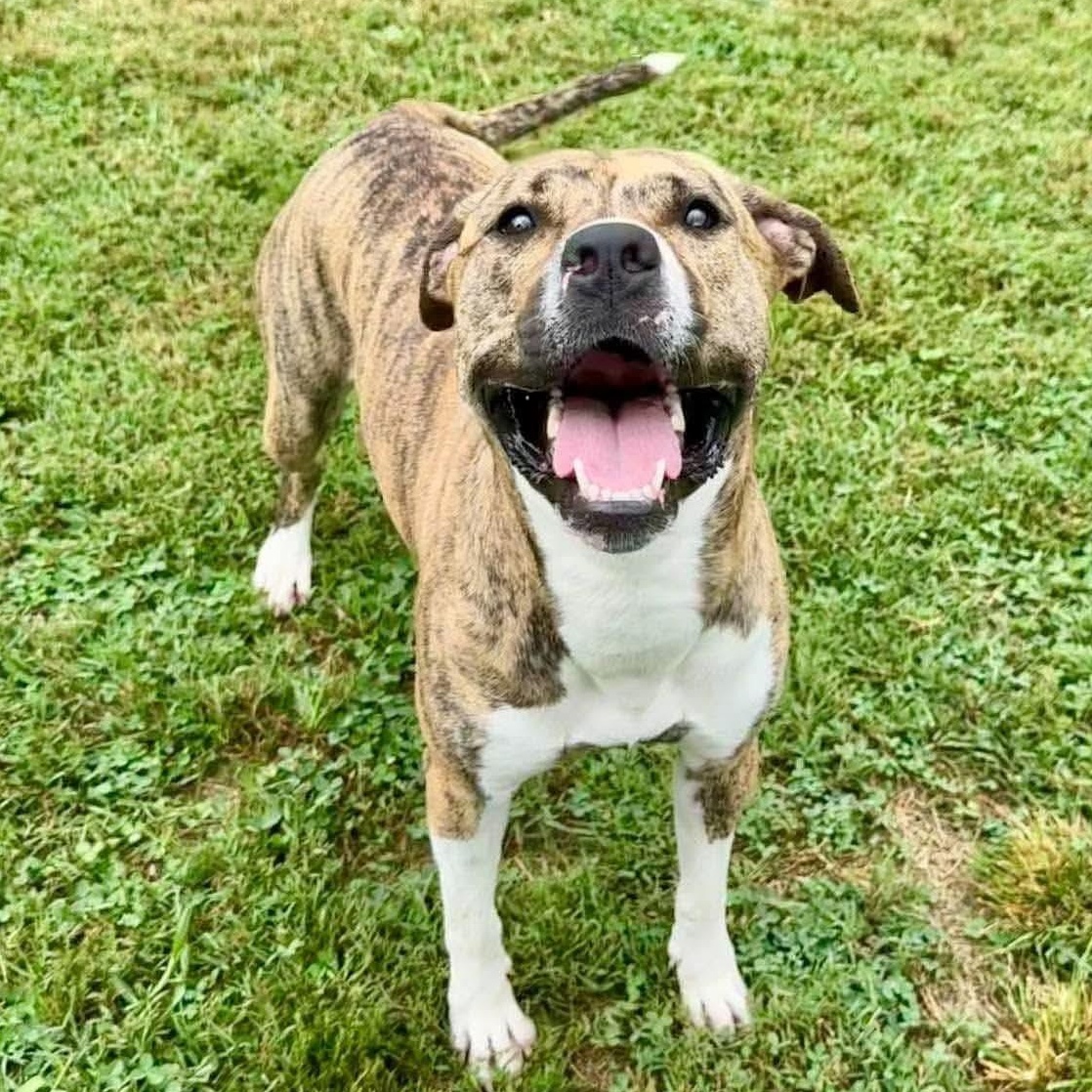 Enlarge Bree, a Adoptable mixed breed in Unionville, CT image 2/5