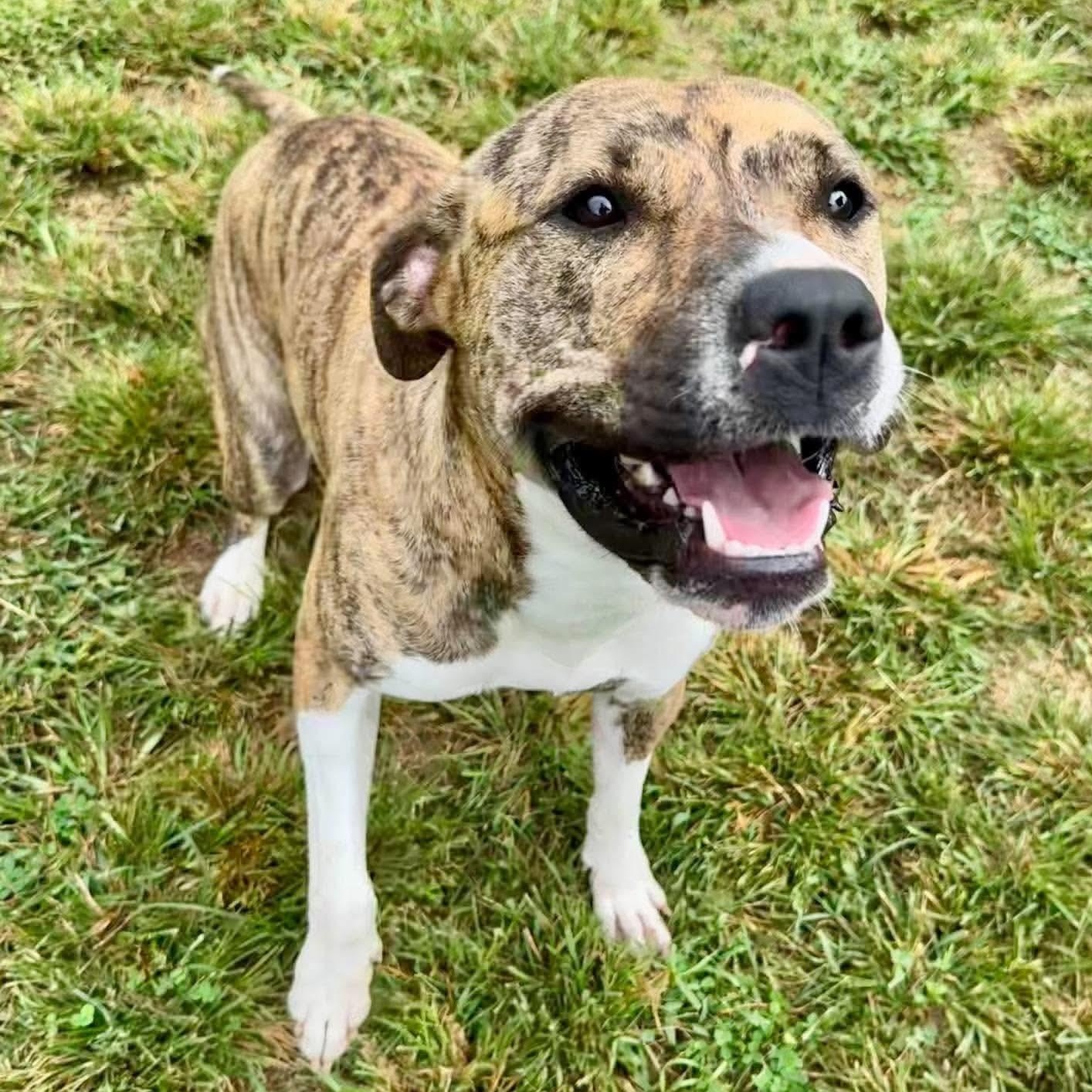 Bree, Adoptable, Young Female Mountain Cur & American Staffordshire Terrier.