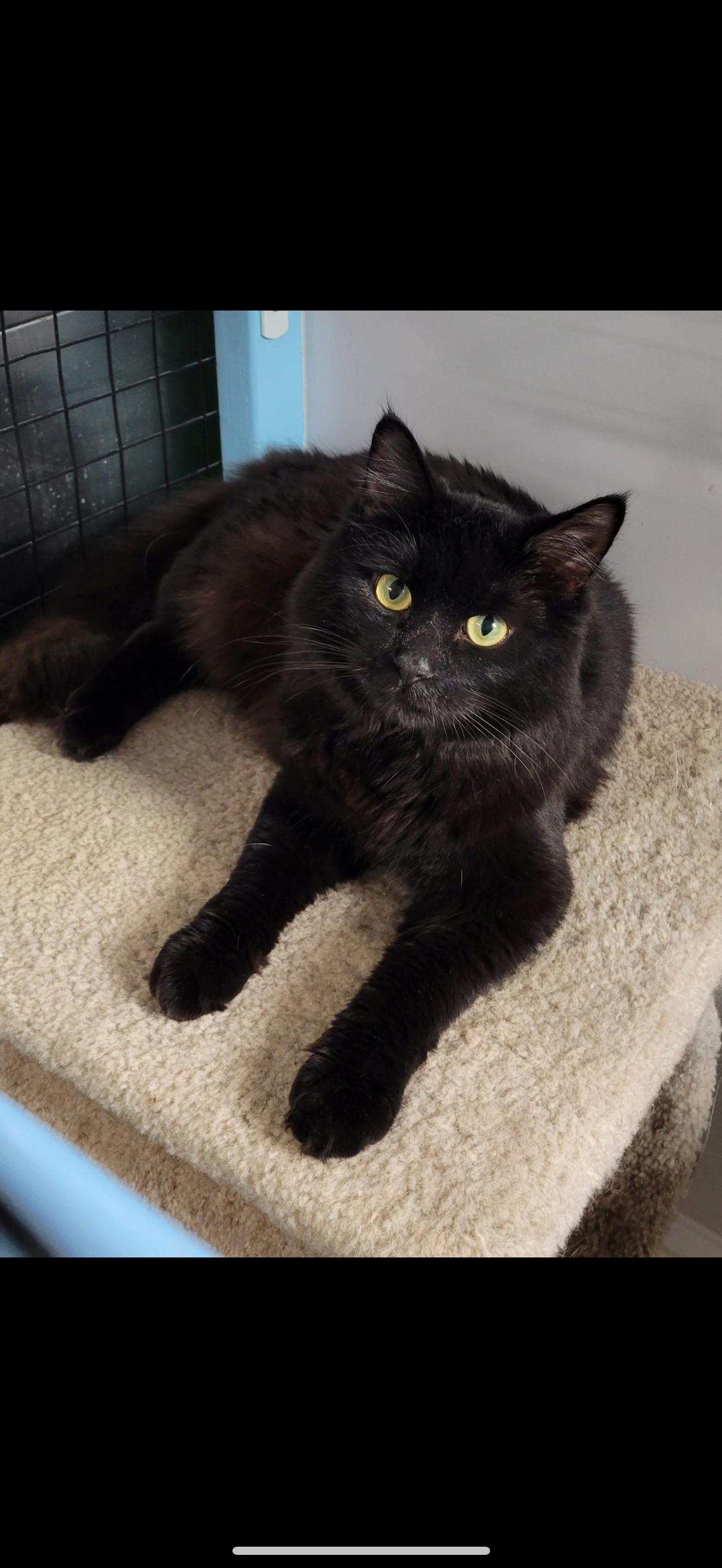 Paul, an adoptable Domestic Medium Hair in Fairbanks, AK, 99707 | Photo Image 1