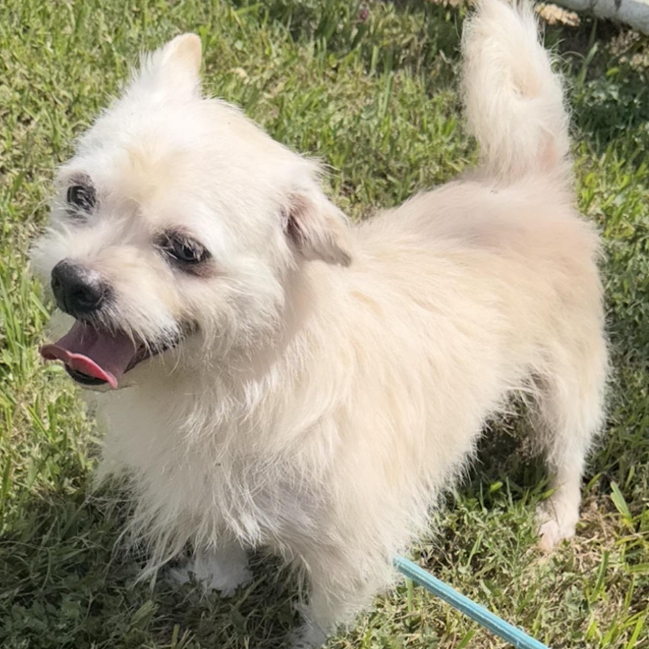 Ham., ADOPTABLE, Adult Male West Highland White Terrier / Westie & Wirehaired Terrier.