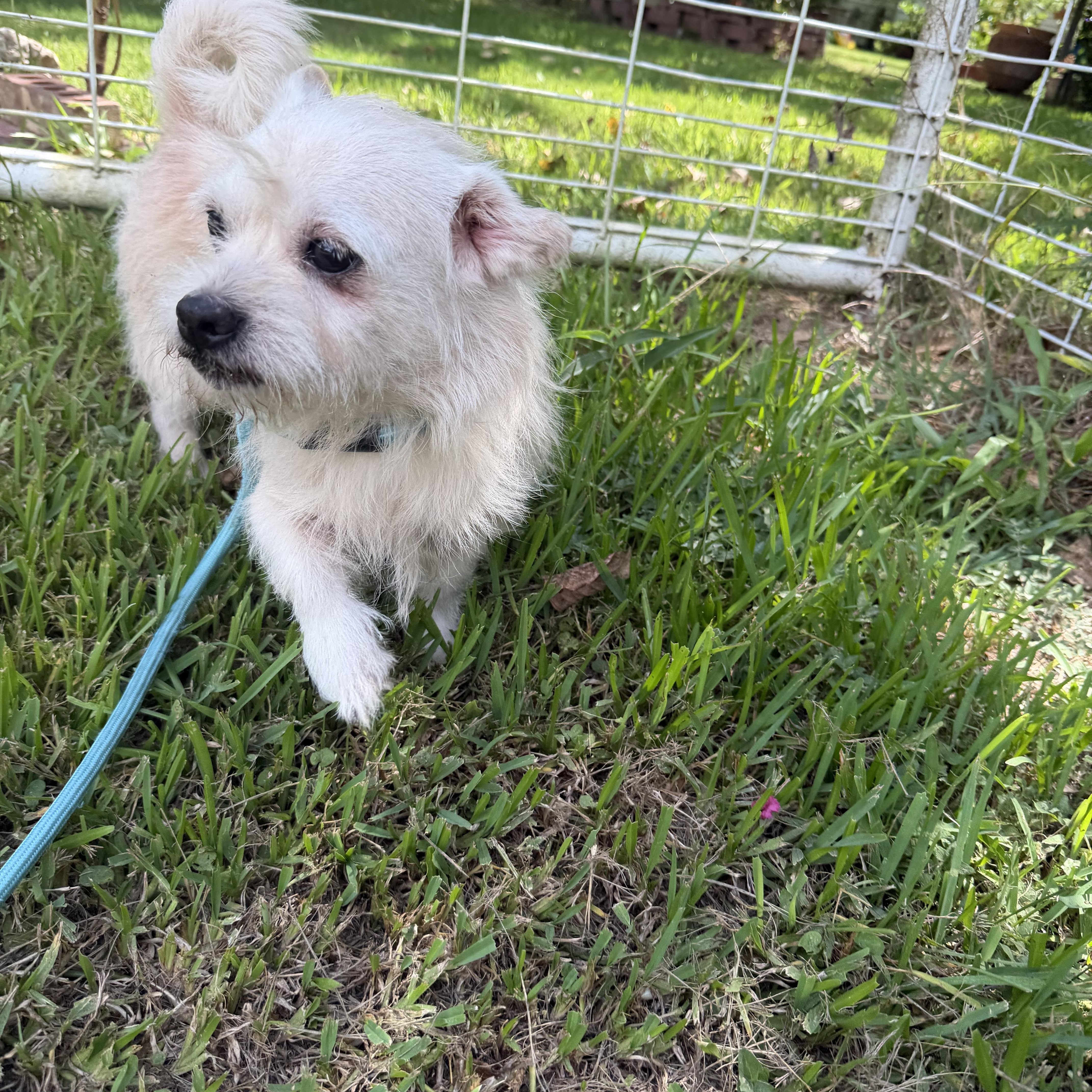 Enlarge Ham - Local November 6-8th, a Adoptable mixed breed in Westerly, RI image 2/4