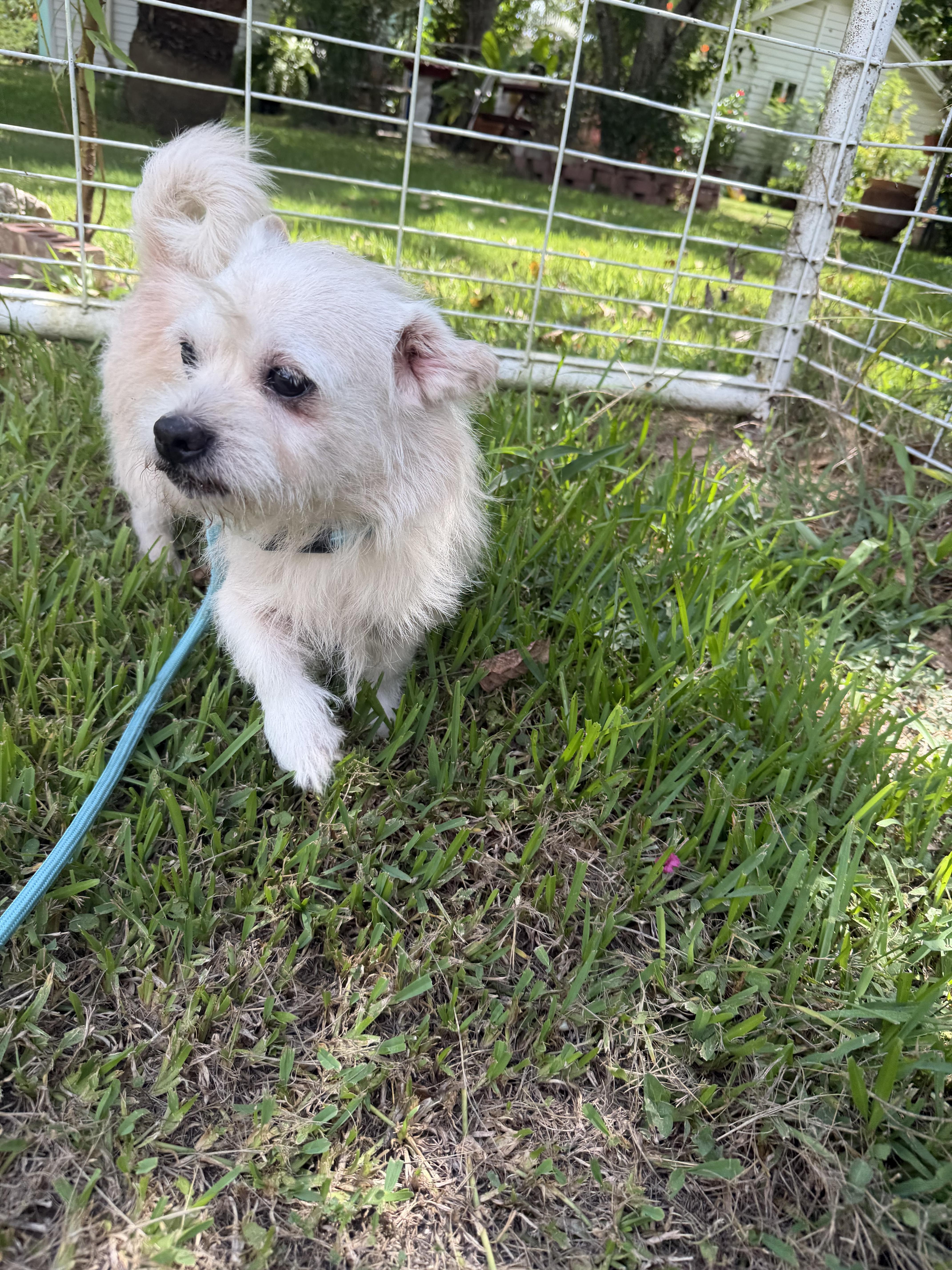 Enlarge Ham., a ADOPTABLE mixed breed in Westerly, RI image 2/4