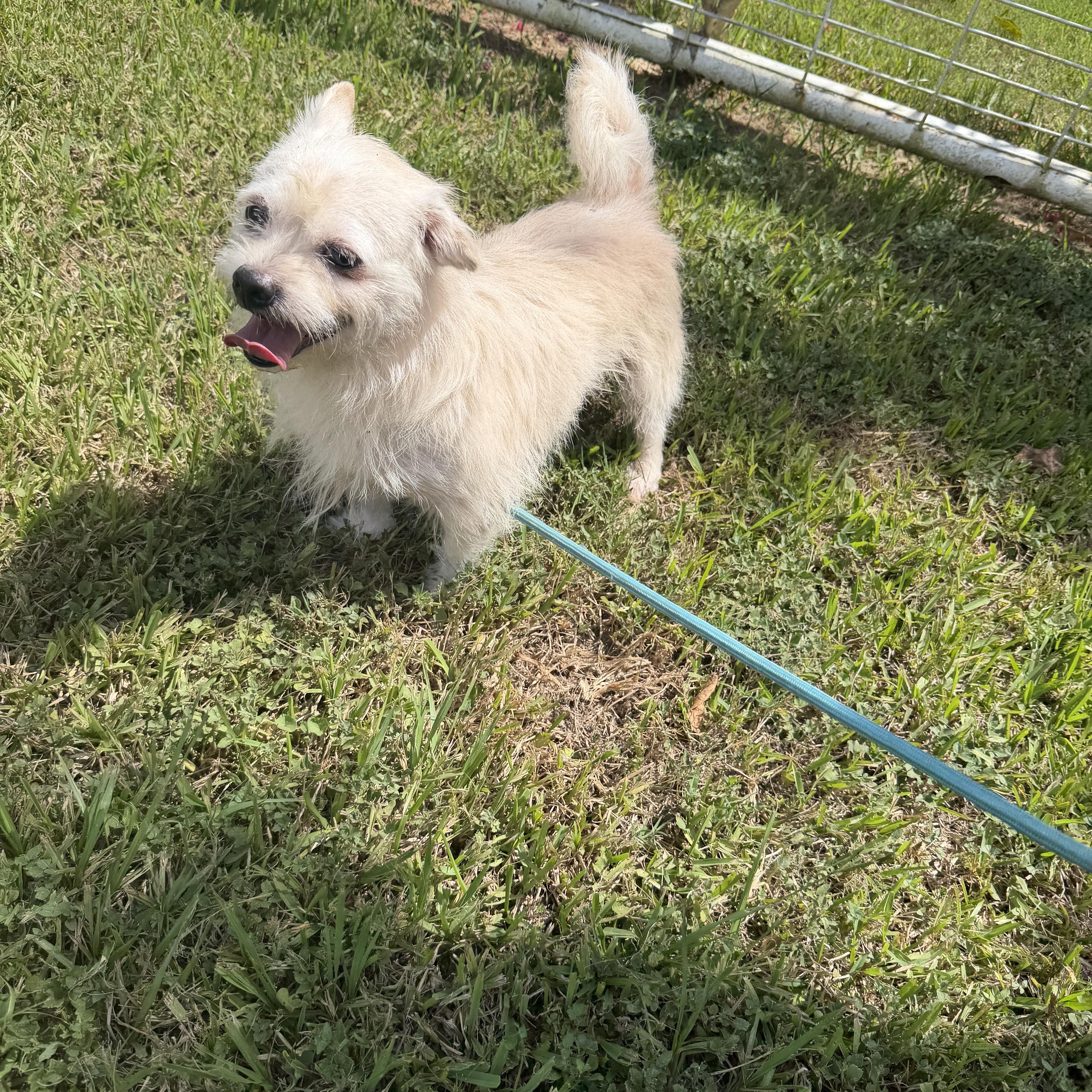 Enlarge Ham - Local November 6-8th, a Adoptable mixed breed in Westerly, RI image 4/4