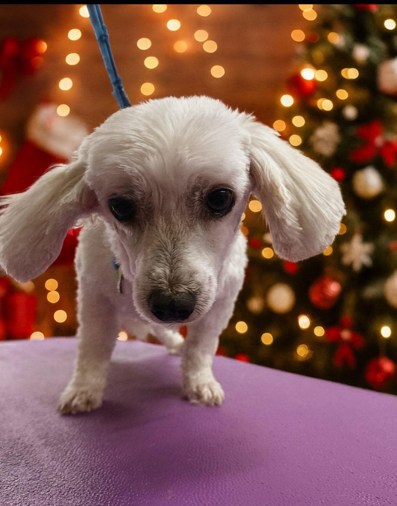 Cookie, Adoptable, Adult Female Coton de Tulear.