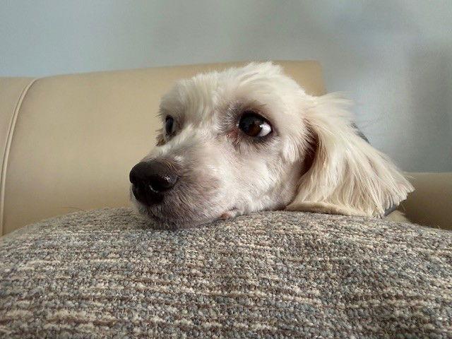 Enlarge Cookie, a Adoptable Coton de Tulear in Fort Wayne, IN image 2/3