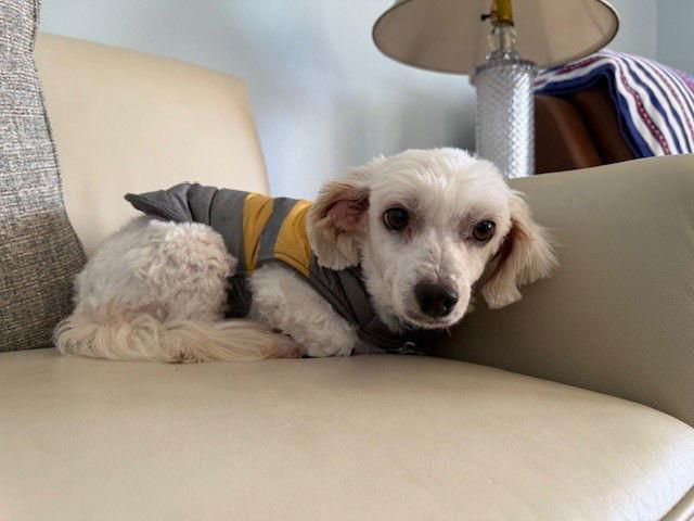 Enlarge Cookie, a Adoptable Coton de Tulear in Fort Wayne, IN image 3/3