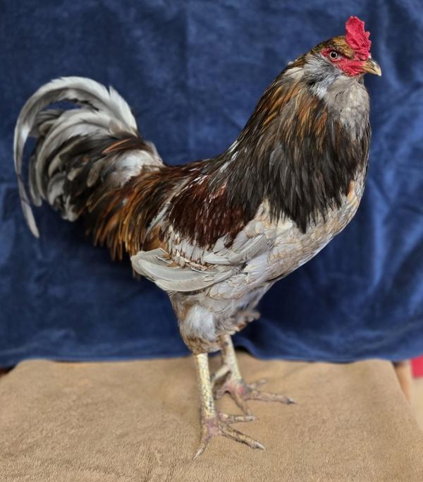 Bobby, Adoptable, Adult Male Chicken.
