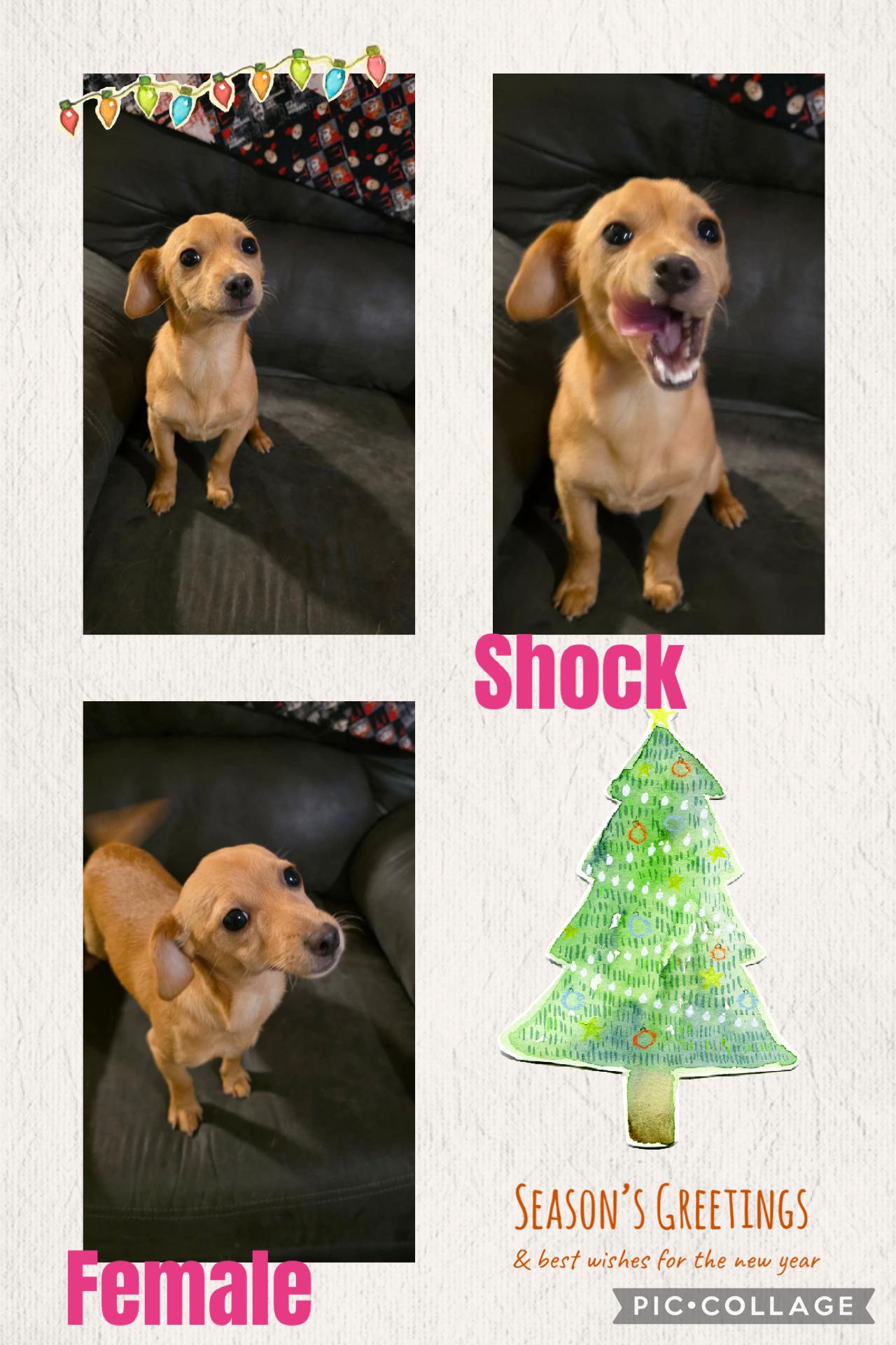 Enlarge Shock, a Adoptable mixed breed in Eugene, OR image 1/1