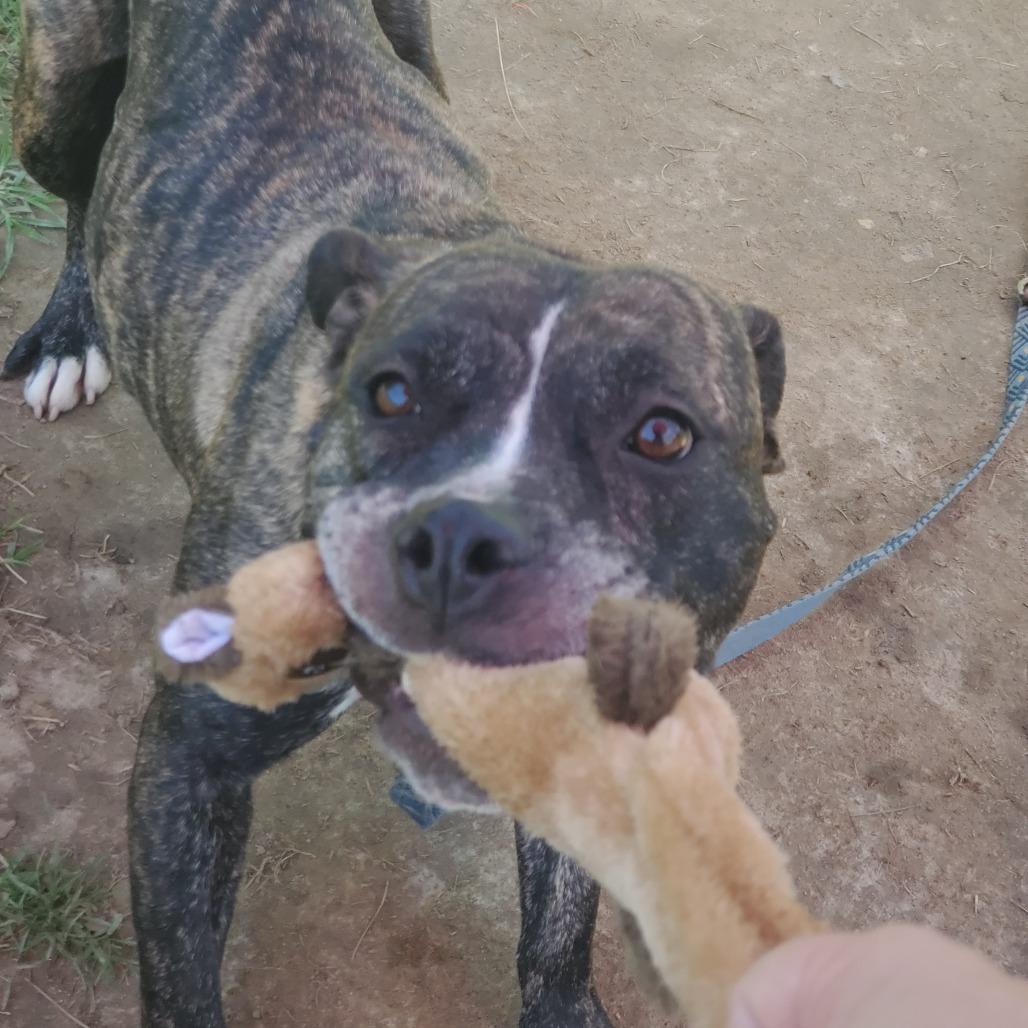 Sunflower, Adoptable, Adult Female Mixed Breed.