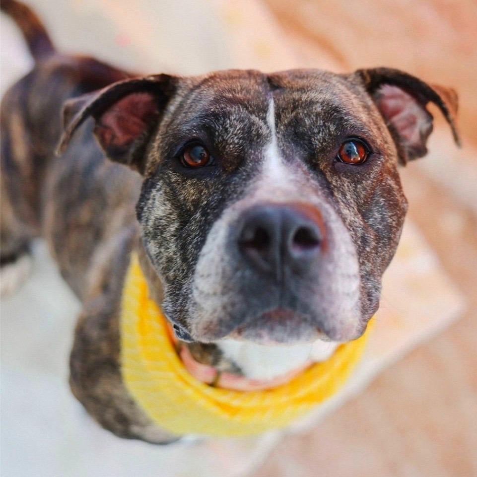 Sunflower, Adoptable, Adult Female Mixed Breed.