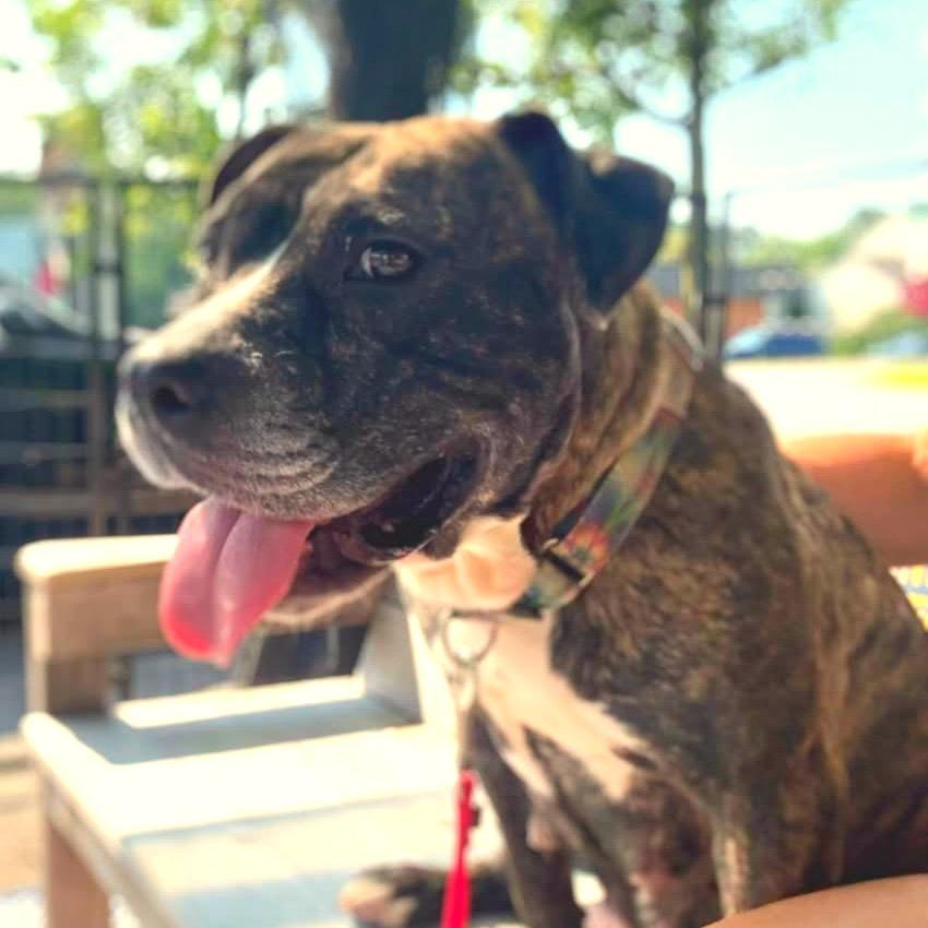 Sunflower, a Adoptable Mixed Breed in Fredericksburg, VA image 2/6