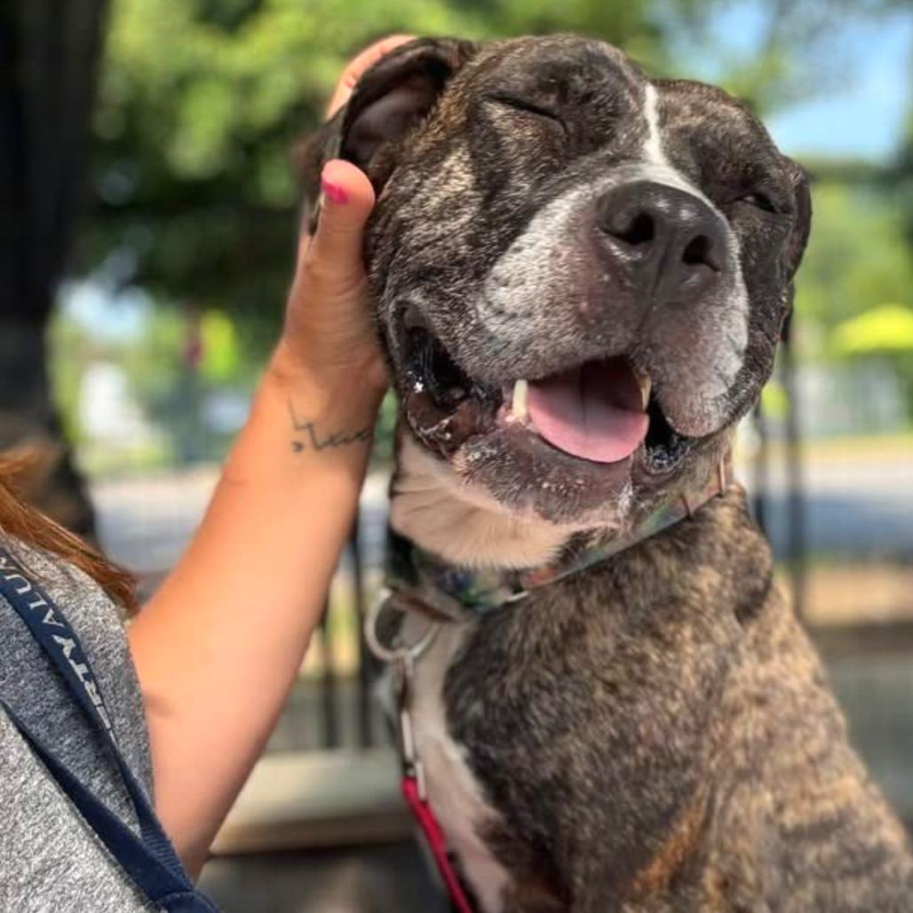 Enlarge Sunflower, a Adoptable Mixed Breed in Fredericksburg, VA image 2/6