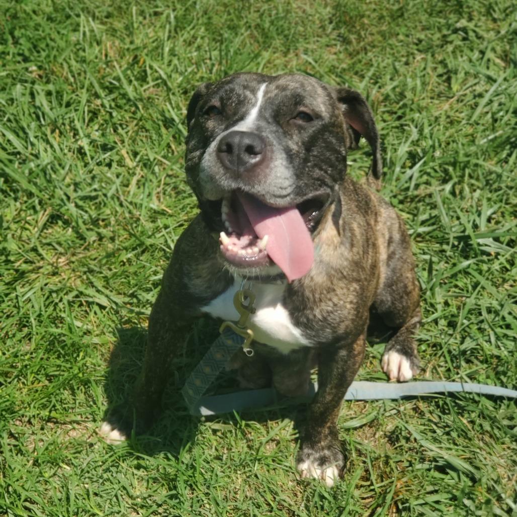 Sunflower, a Adoptable Mixed Breed in Fredericksburg, VA image 3/6