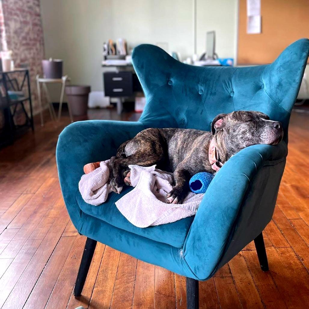 Sunflower, a Adoptable Mixed Breed in Fredericksburg, VA image 4/6