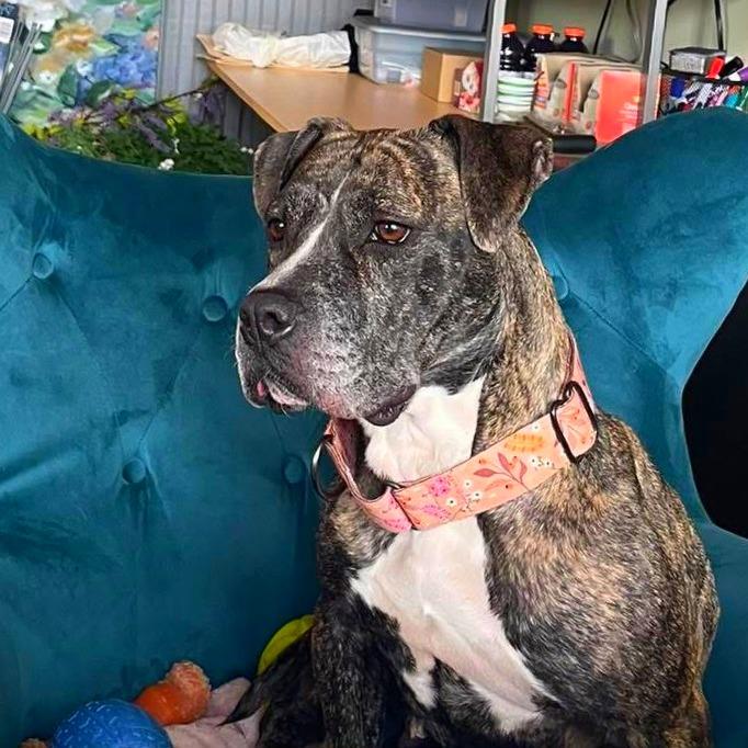 Enlarge Sunflower, a Adoptable Mixed Breed in Fredericksburg, VA image 3/6