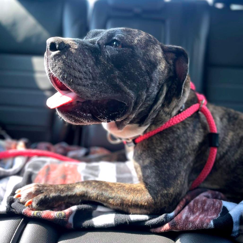 Enlarge Sunflower, a Adoptable Mixed Breed in Fredericksburg, VA image 3/6