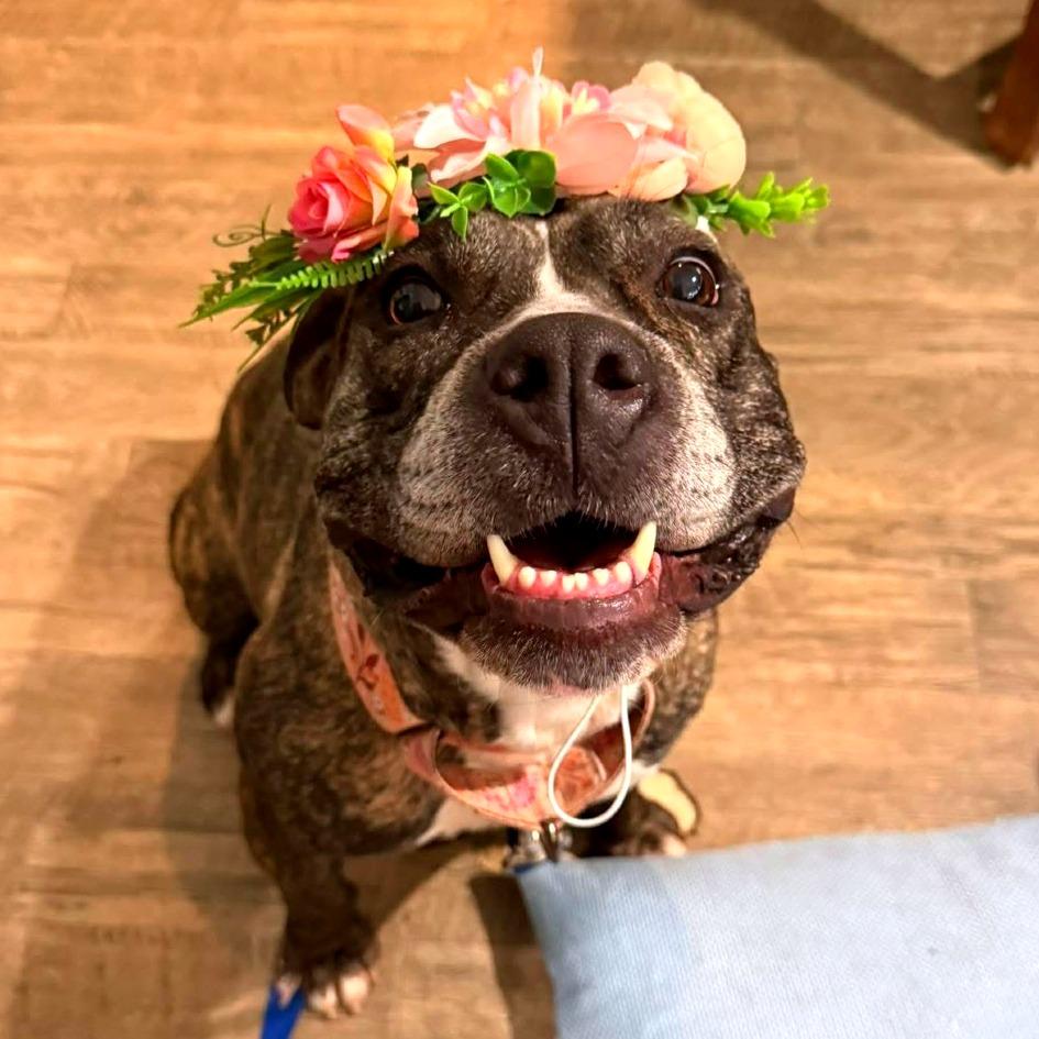 Enlarge Sunflower, a Adoptable Mixed Breed in Fredericksburg, VA image 4/6