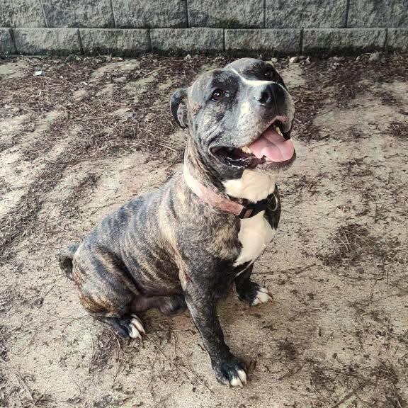 Sunflower, a Adoptable Mixed Breed in Fredericksburg, VA image 6/6