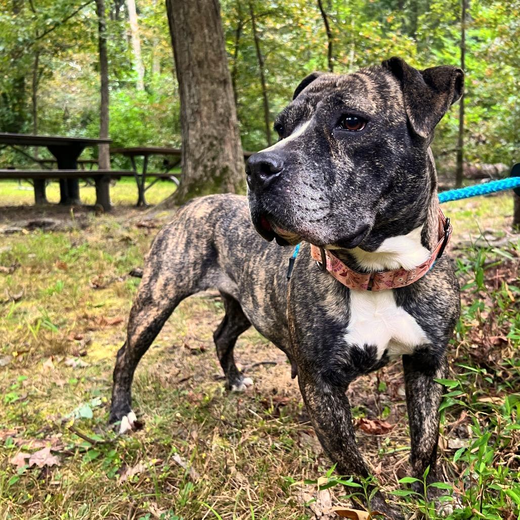 Enlarge Sunflower, a Adoptable Mixed Breed in Fredericksburg, VA image 6/6