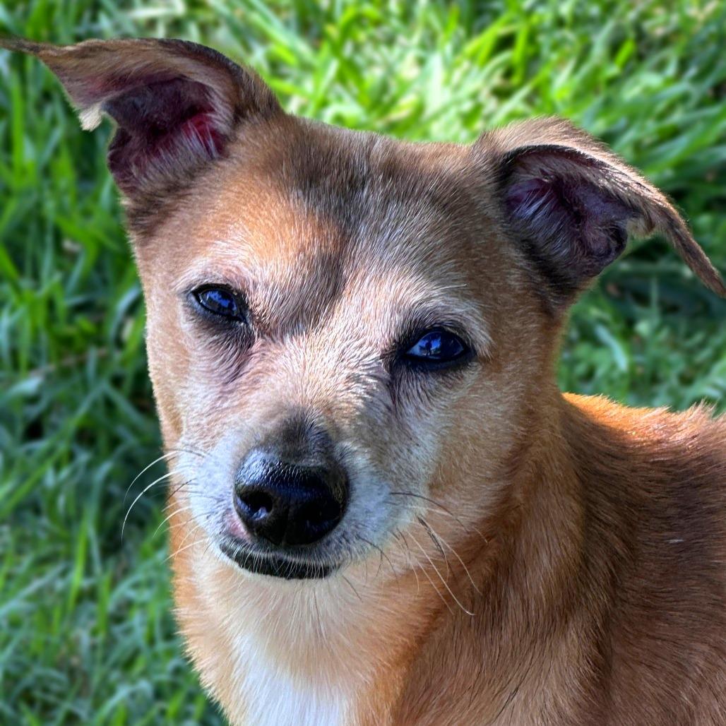 Dingo, Adoptable, Senior Male Chihuahua & Australian Shepherd.