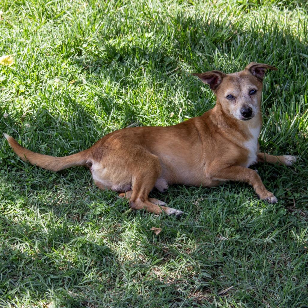 Enlarge Dingo, a Adoptable mixed breed in Wichita, KS image 2/6