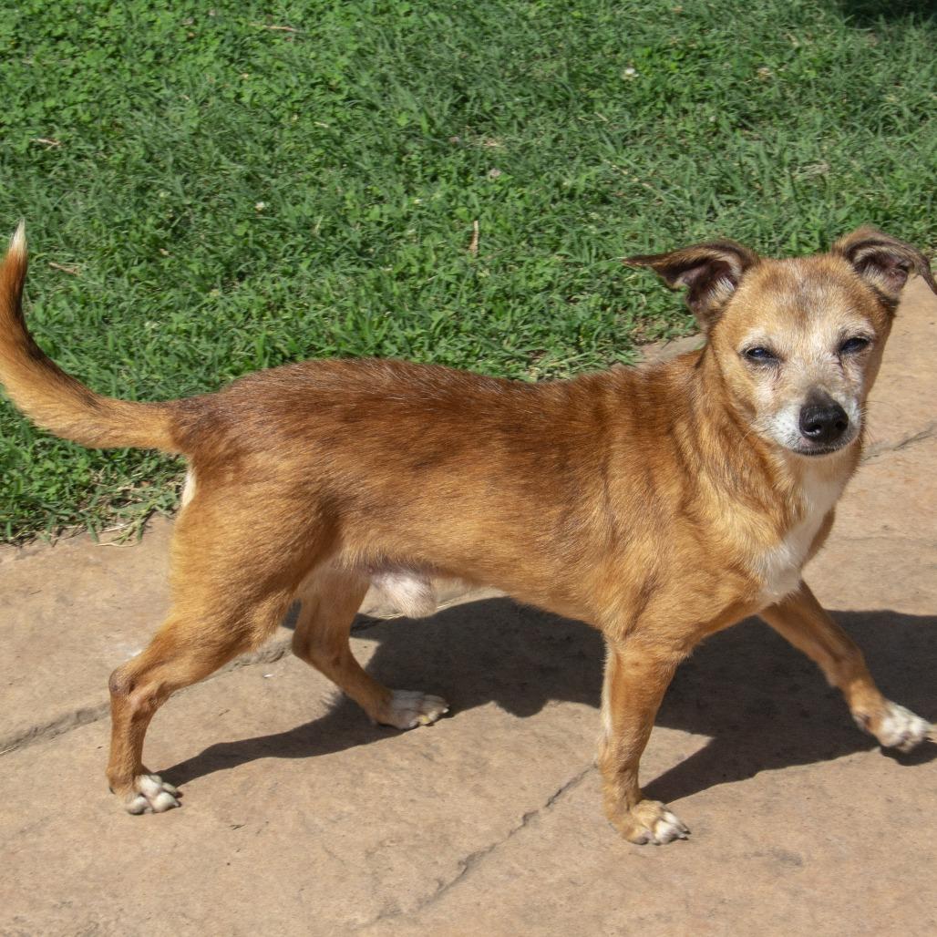 Enlarge Dingo, a Adoptable mixed breed in Wichita, KS image 3/6