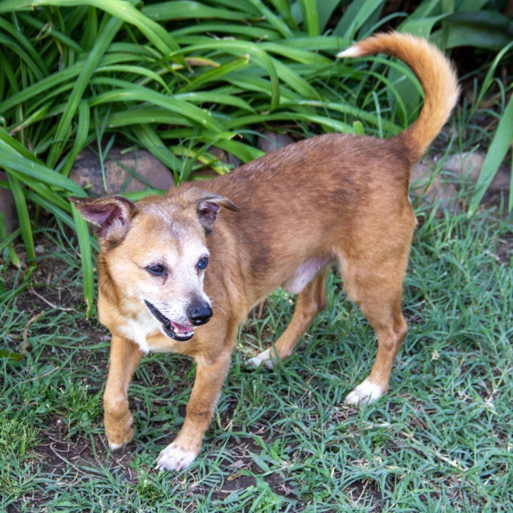 Enlarge Dingo, a Adoptable mixed breed in Wichita, KS image 4/6