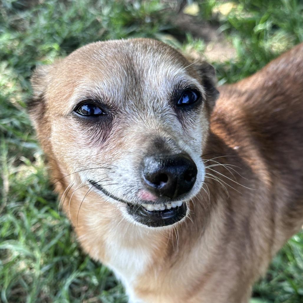 Enlarge Dingo, a Adoptable mixed breed in Wichita, KS image 5/6