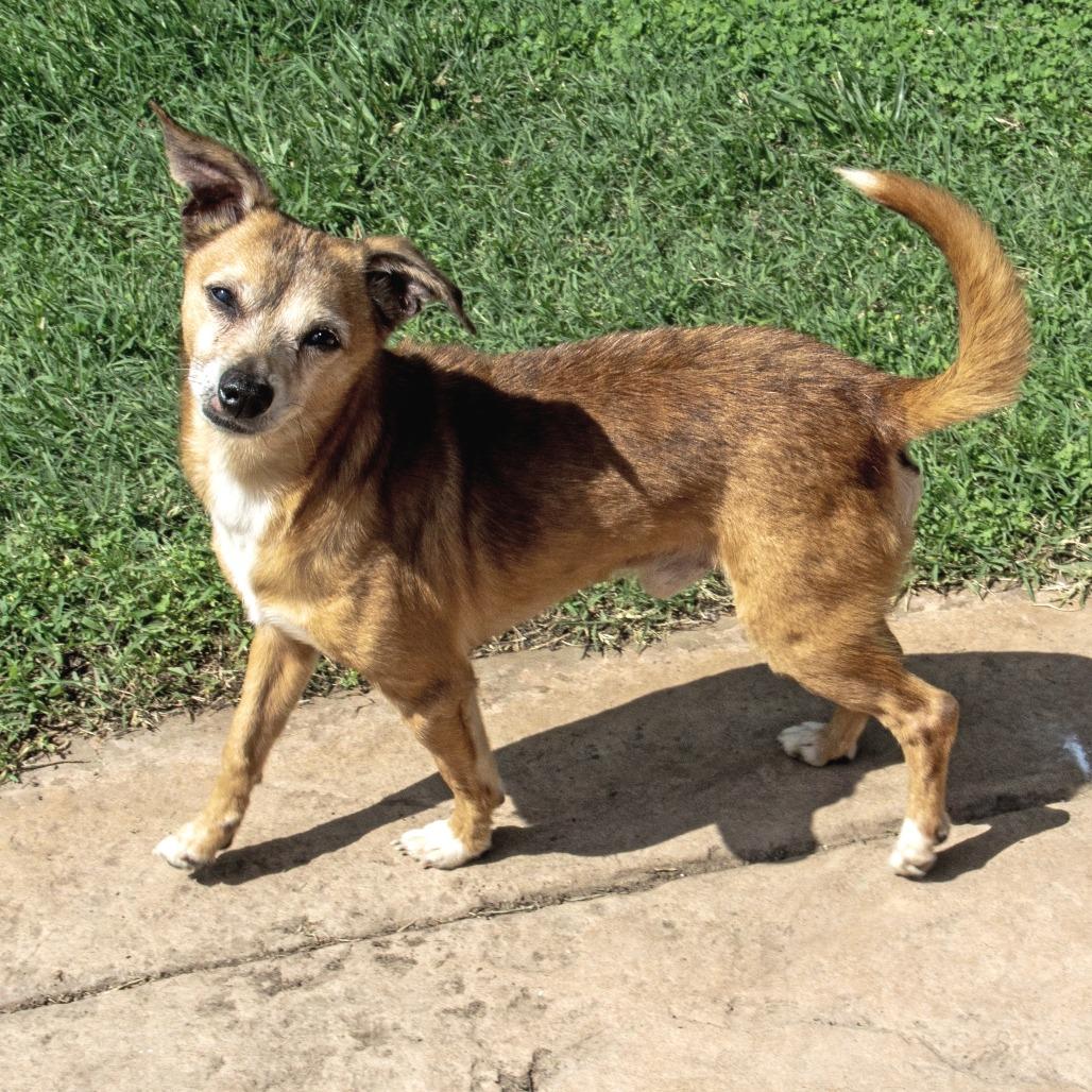 Enlarge Dingo, a Adoptable mixed breed in Wichita, KS image 6/6