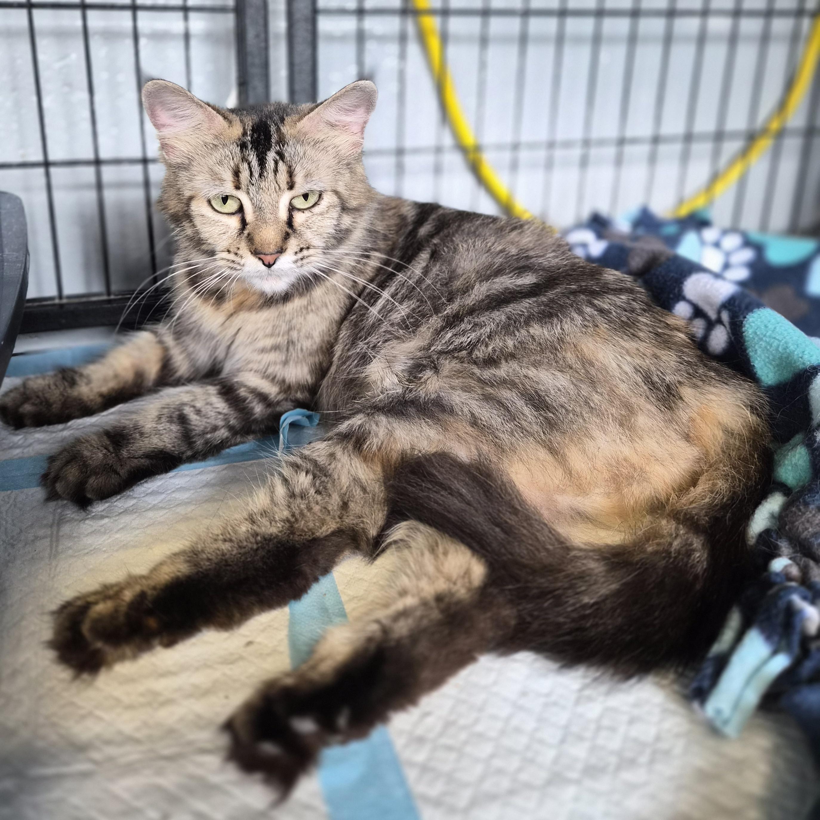 Enlarge Spaghetti, a Adoptable Domestic Medium Hair in Hermitage, PA image 1/2