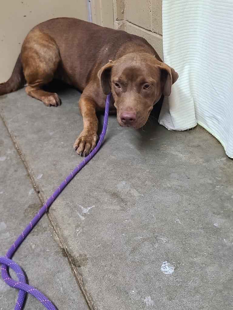 Enlarge Bailey, a Adoptable Labrador Retriever in Swainsboro, GA image 1/1
