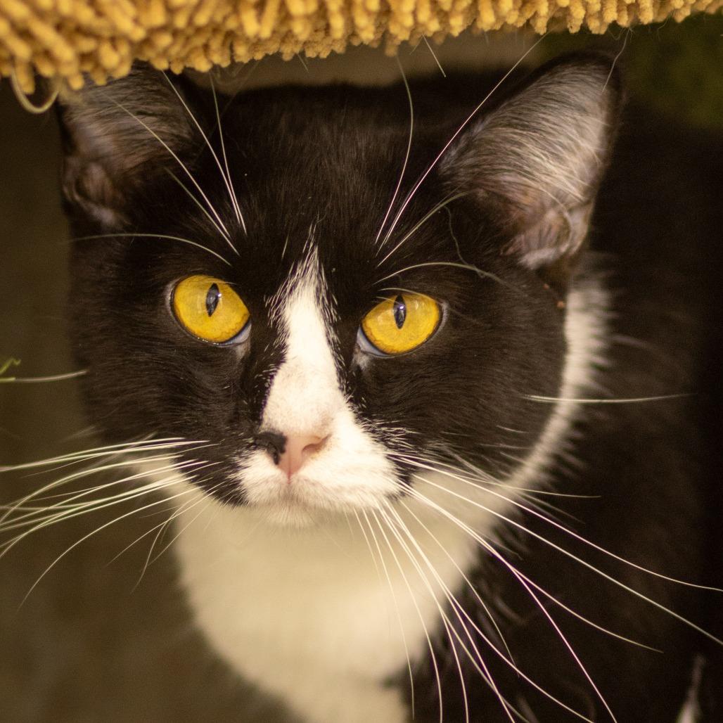 Oreo O's, Adoptable, Adult Female Domestic Short Hair.