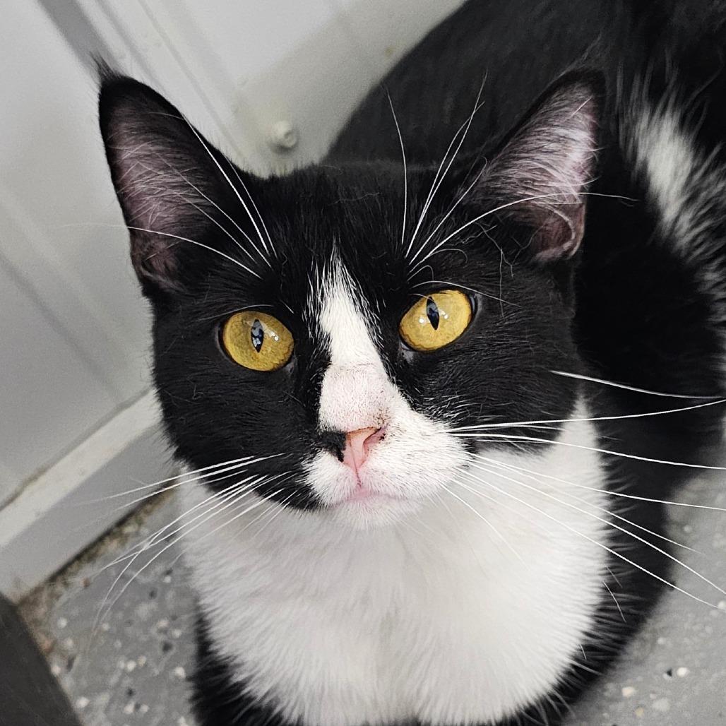 Oreo O's, a Adoptable Domestic Short Hair in Grinnell, IA image 2/5