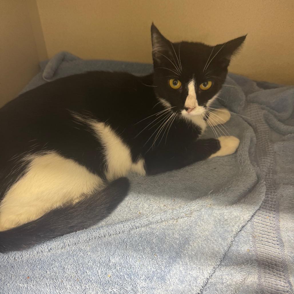 Oreo O's, a Adoptable Domestic Short Hair in Grinnell, IA image 4/5