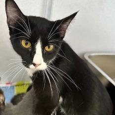 Oreo O's, a Adoptable Domestic Short Hair in Grinnell, IA image 5/5