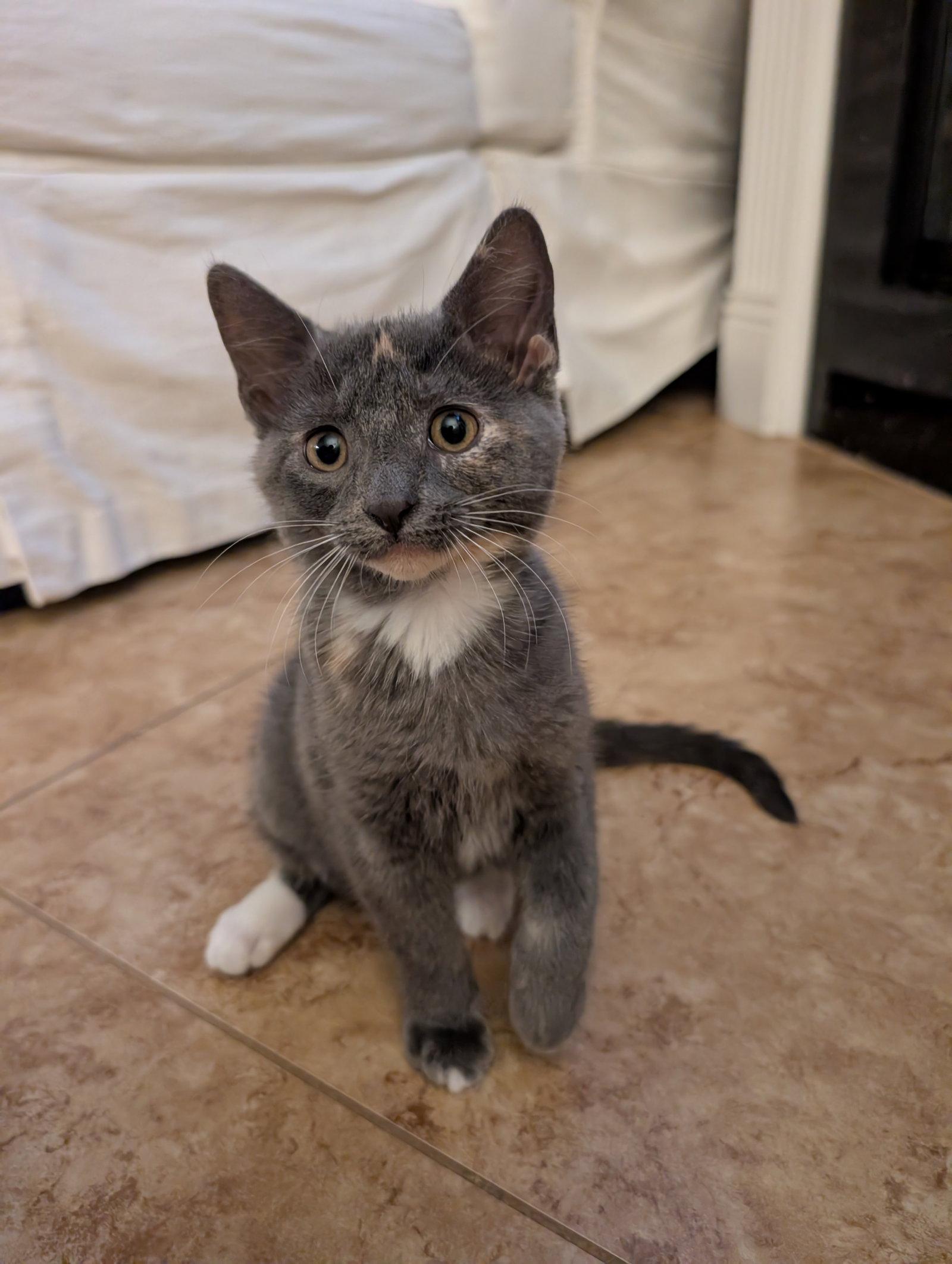 Lily (new), Adoptable, Kitten Female Domestic Short Hair.