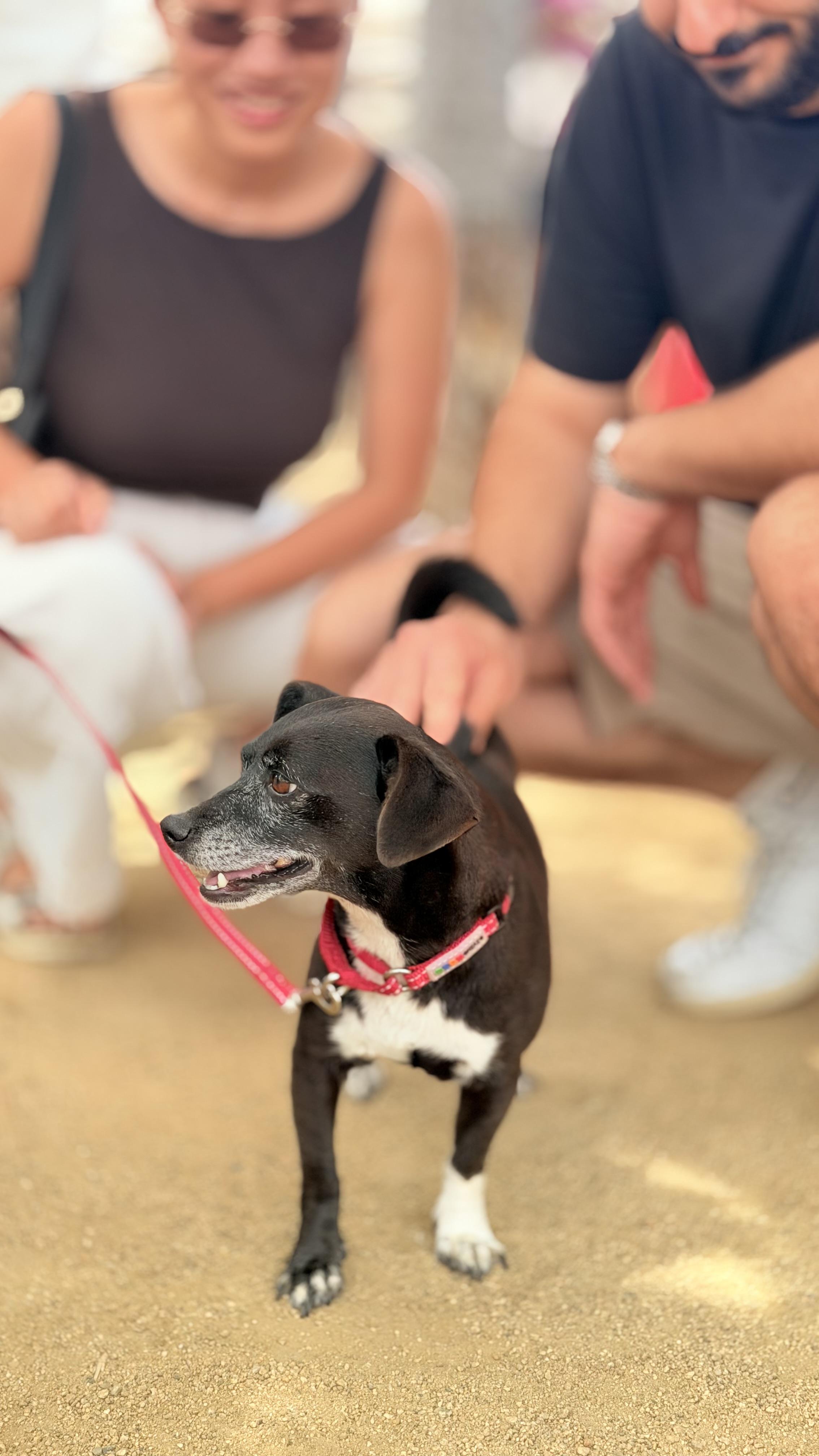 Pepper, a ADOPTABLE mixed breed in Thousand Oaks, CA image 4/6